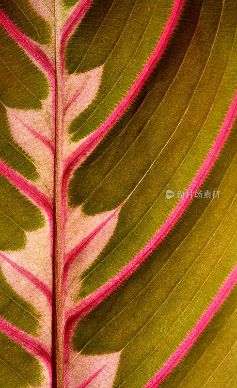 红脉祈祷植物(Maranta leuconeura erythroneuro)